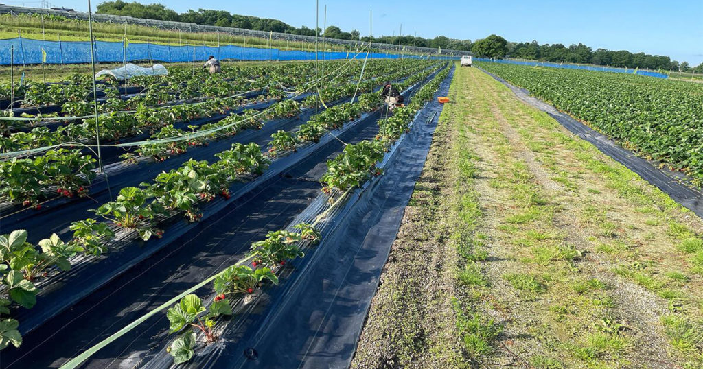 小川農場のいちご畑