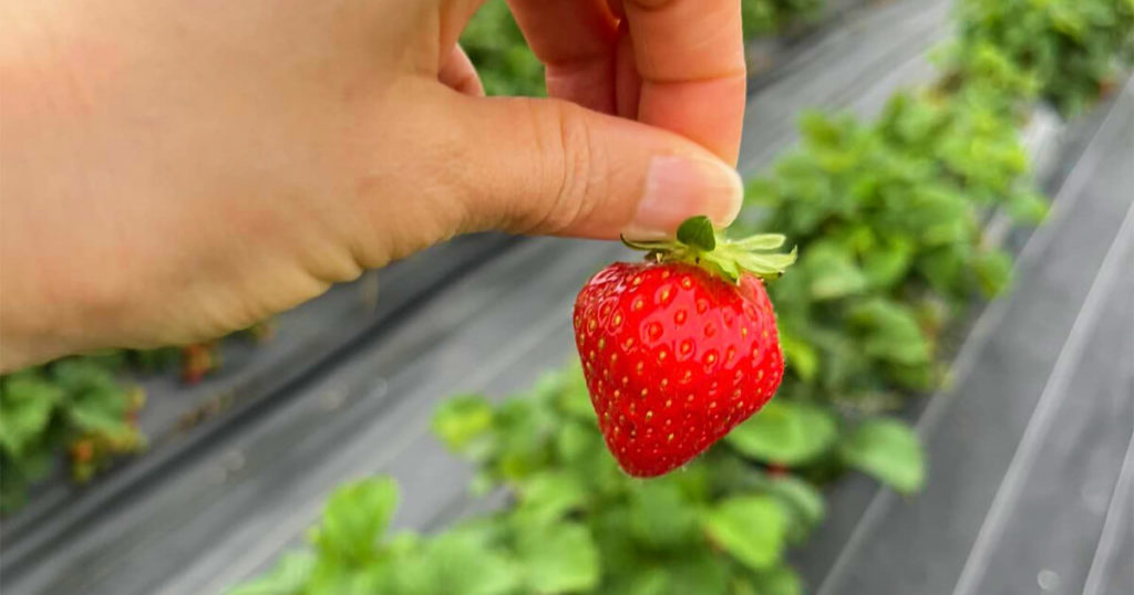 いちご狩りツアー