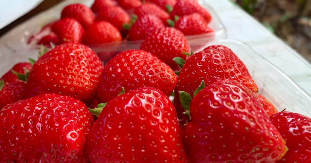 第2回いちご狩りツアー（小川農園のいちご）