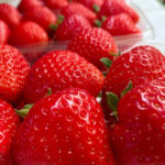 第2回いちご狩りツアー（小川農園のいちご）