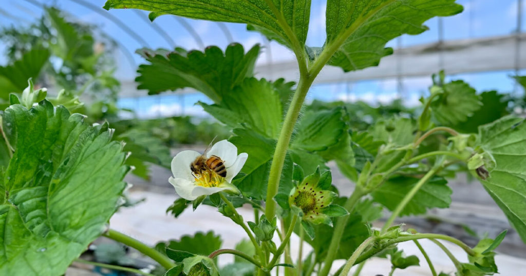第2回いちご狩りツアー（小川農園のいちご畑）