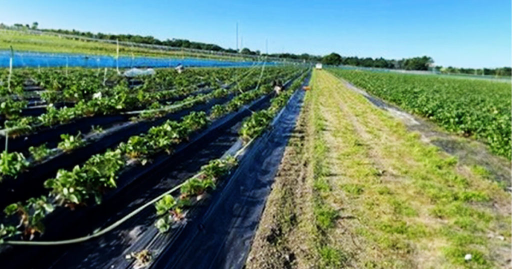 第2回いちご狩りツアー（小川農園のいちご畑）