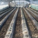 小川農場のビニール掛け後の様子