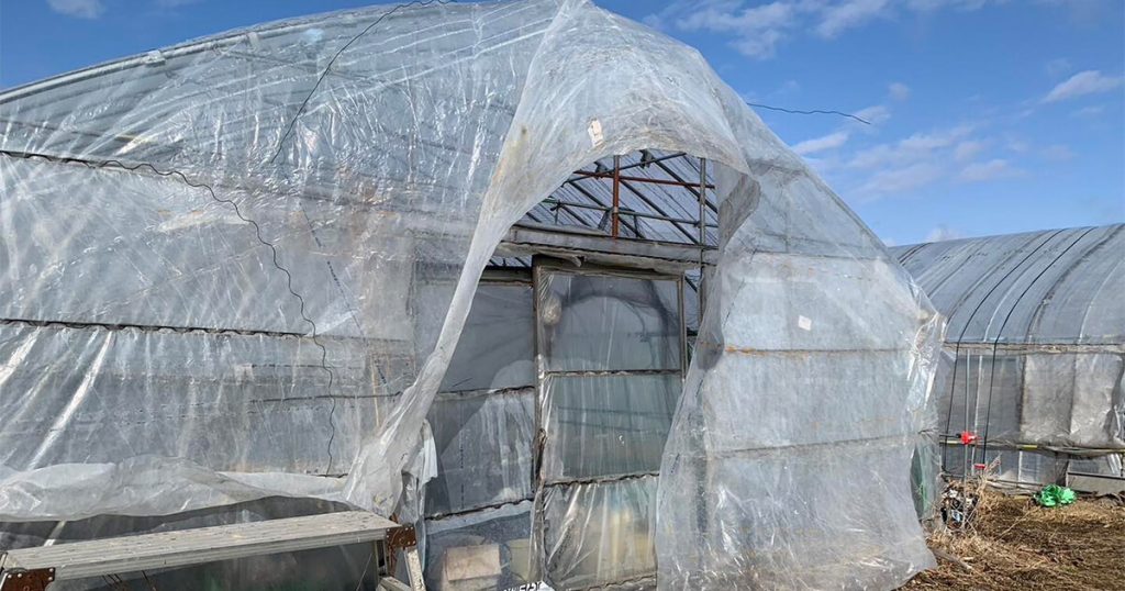 小川農場のビニールハウスの様子