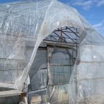 小川農場のビニールハウスの様子