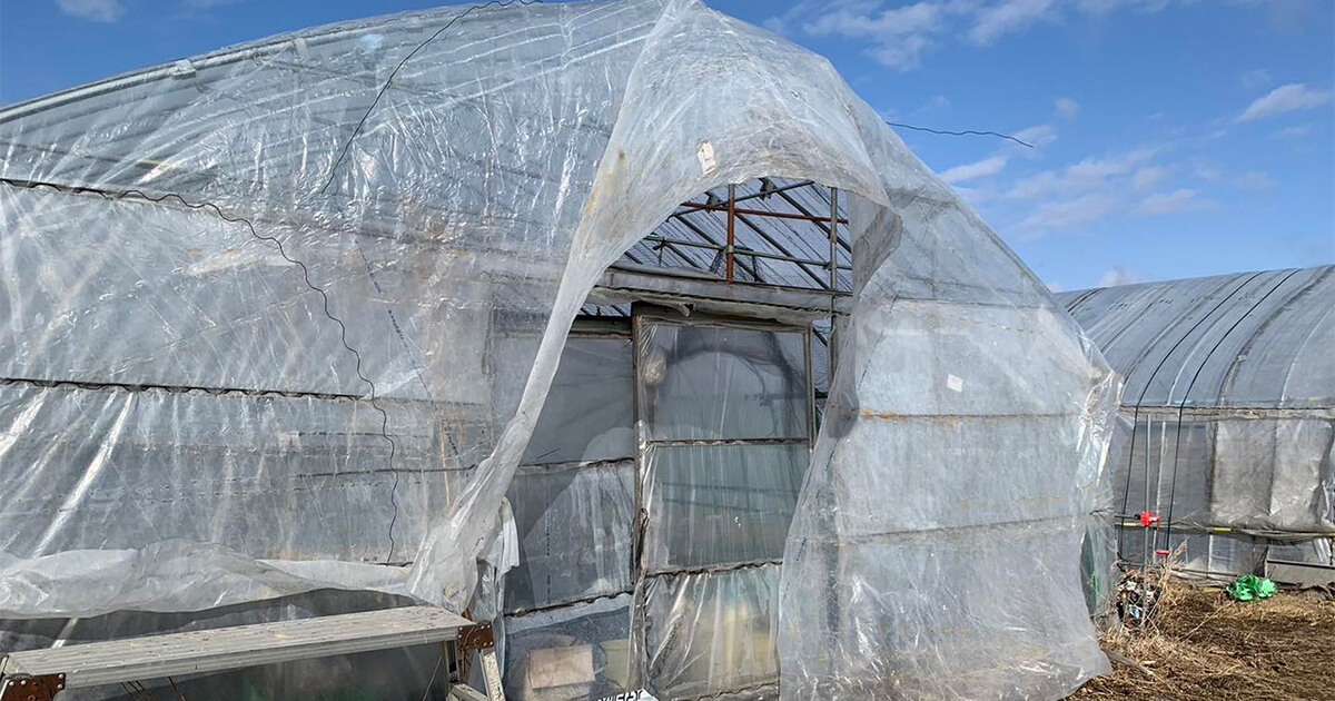 小川農場のビニールハウスの様子